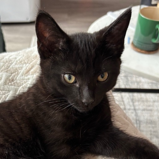 Portrait of Coco, Managing Partner
